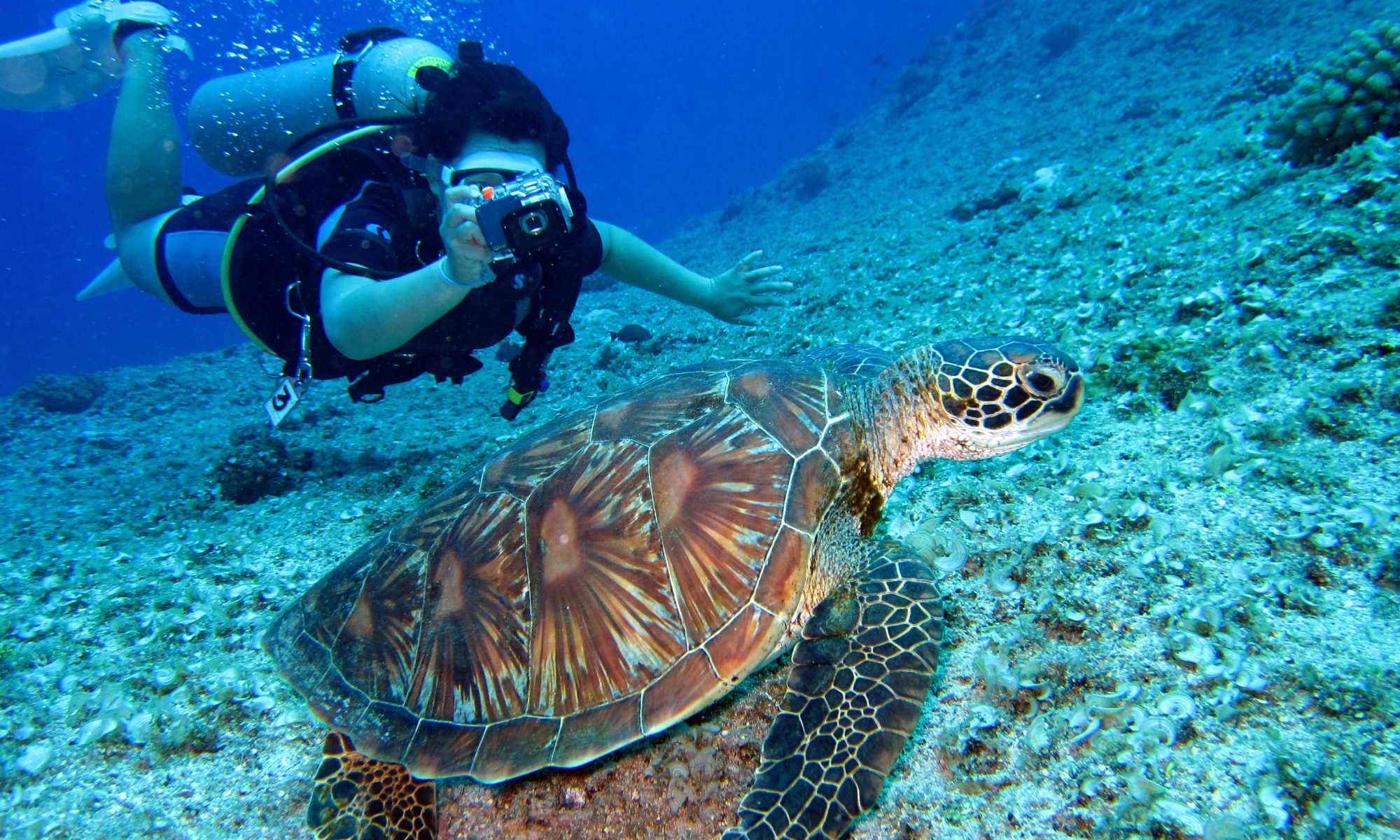 adaptive scuba diving lessons stay focused.org